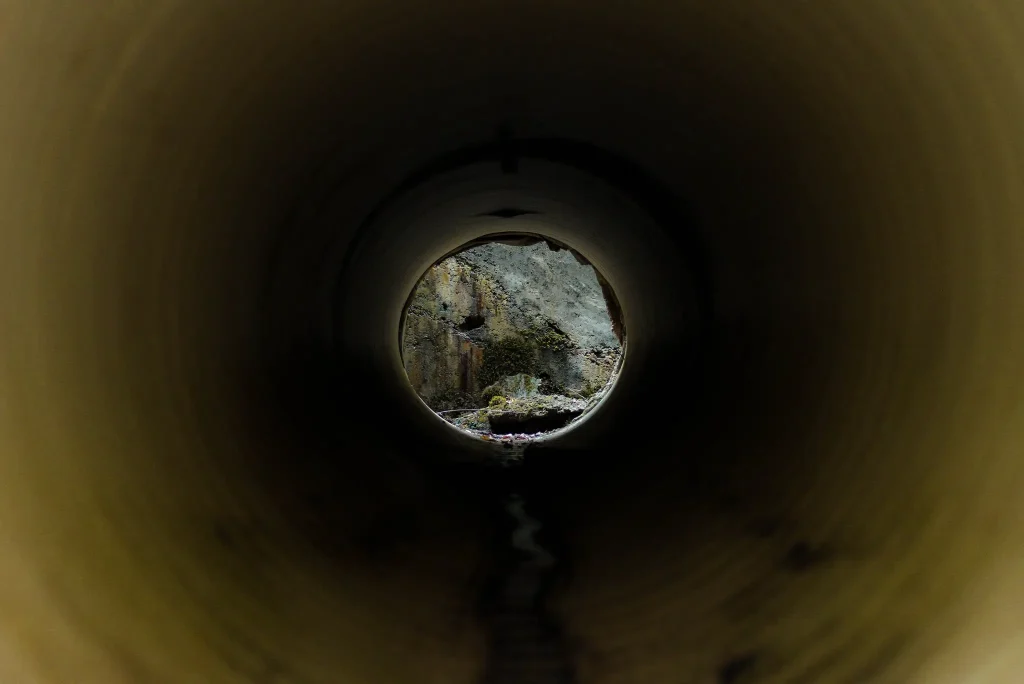 Tree Root Removal Services